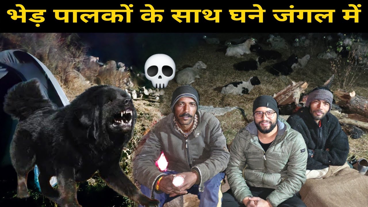 आखिर कैसा होता है भेड़पालकों का जीवन | Camping With Shephard | Bheem Pahadi Vlogs 
