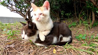 【子猫兄弟】ハチワレ子猫の背中を枕にしてくつろぐ三毛子猫