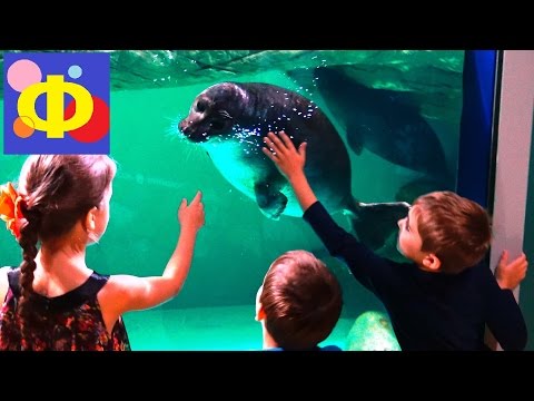 Video: Vad är Ett Oceanarium