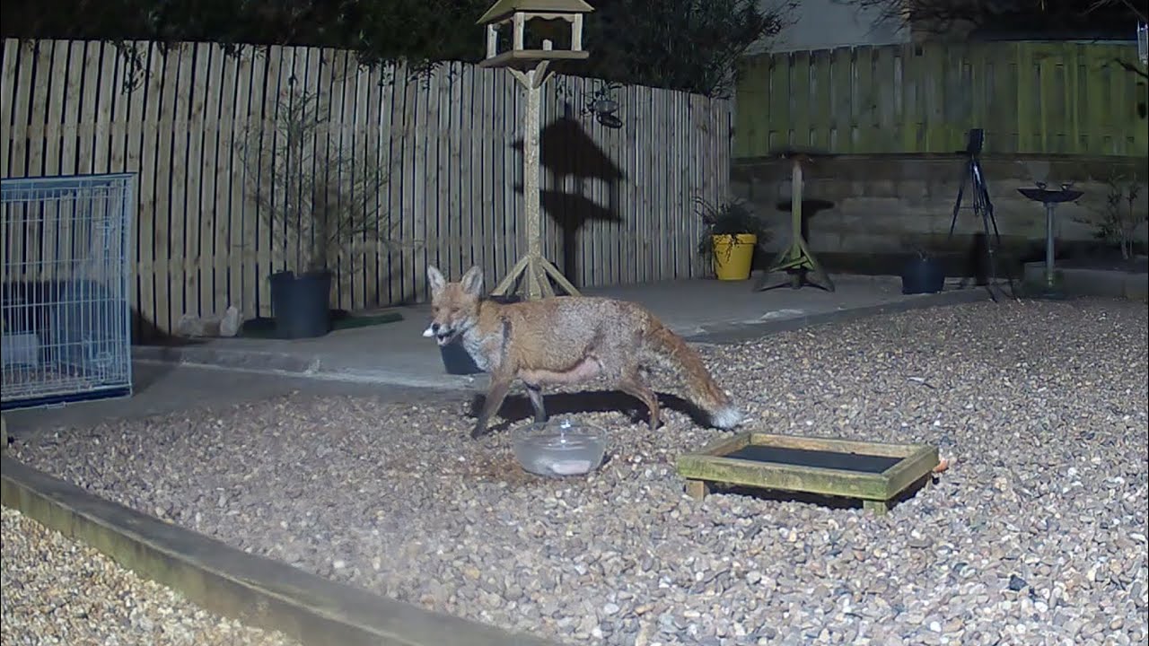 Think I am going to start the jam sammie mange treatments again, this mama fox might need it 🥰