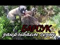 Барсук. Закрываем сезон