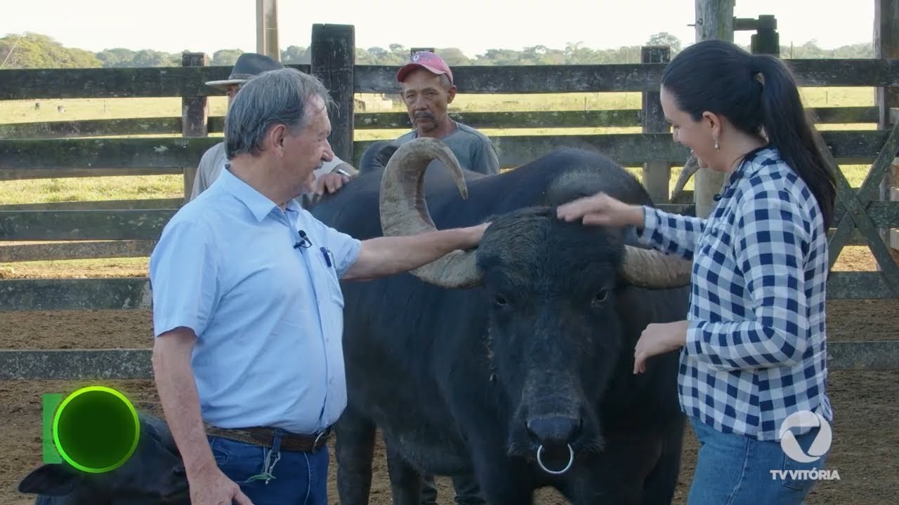 Criação de búfalos em Linhares-ES | T1E5 Agro Business
