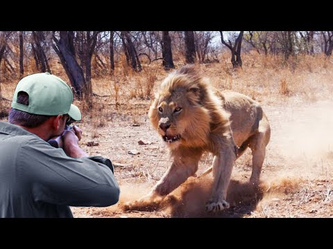 Eşsiz beceri ve istikrarla devasa hayvanları avlamak aslanı, Afrika mandası