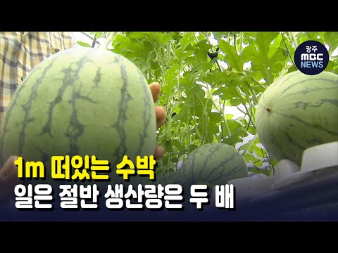 1m 떠있는 수박, 일은 절반 생산량은 두 배 (뉴스투데이 2021.8.30 광주MBC)