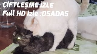 Kedilerin Ev Ortaminda Ciftlesmesi Youtube