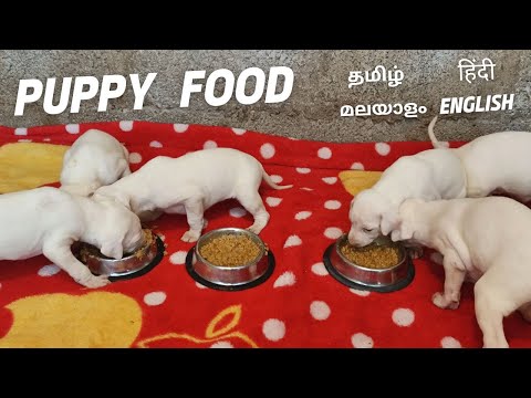 1 to 3 Month Puppy Food❤️Rajapalayam dog🔥What to feed my small puppy at home