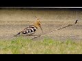 Hoopoe in Warwick 28/10/2021.