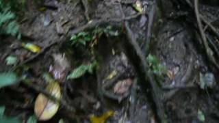 mud-walking-IA.m4v