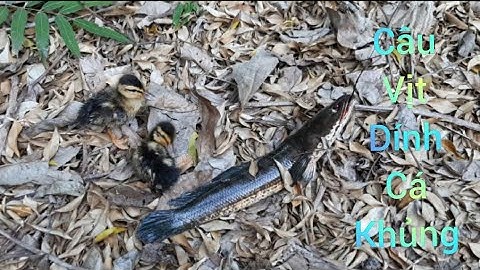 hai lúa vlog - Cuộc sống ở quê #2|| câu cá lóc bằng vịt con || cá cắn qua trời keo công câu