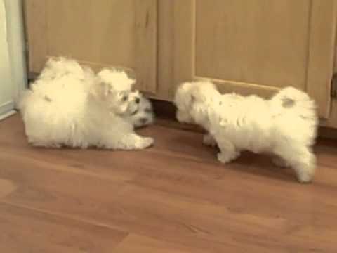 Lacey's Maltese Puppies