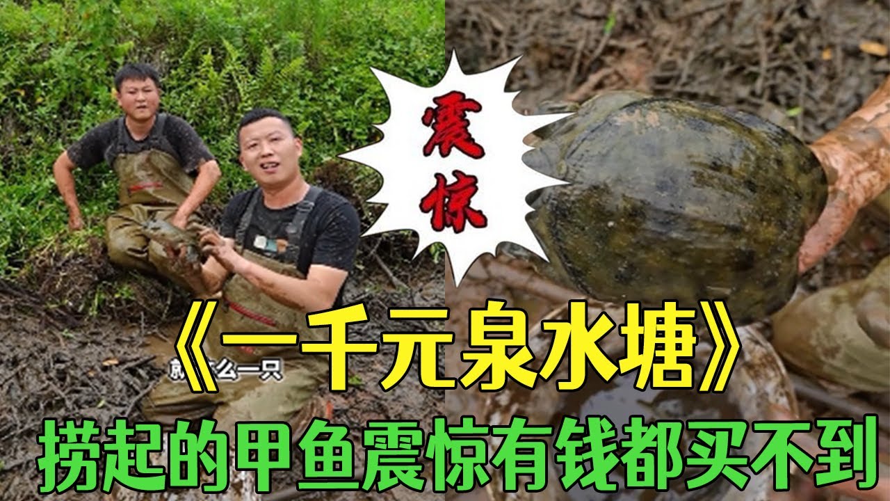 花1000塊包下個泉水塘，撈起的甲魚讓人震驚有錢都買不到  #新農人計劃2025  #三農 #戶外 #小飛哥#包塘#抓魚vlog