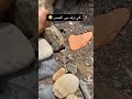 كي ترقد مور العصر كي ترقد مور العصر