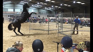 TRAINING TO LOAD SAFELY IN THE TRAILER by Monty Roberts 11,478 views 3 years ago 1 minute, 45 seconds