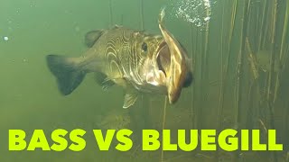 Bass VS Bluegill #shorts