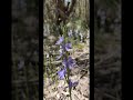 Shy Sun Orchid (Thelymitra graminea) is a native orchid, growing in Western Australia.