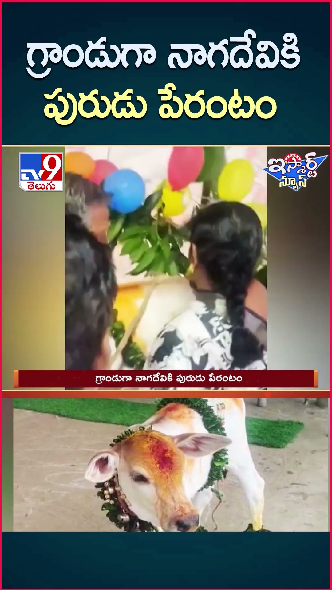 iSmart News : గ్రాండుగా నాగదేవికి పురుడు పేరంటం... | Cow - TV9