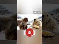Google veo3 #pets #cute #funny #vlog #veo3 #googleveo3 #flow