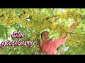 Amazing star gooseberry fruit  my childhood star gooseberry fruit recipe  cooking with sreypov