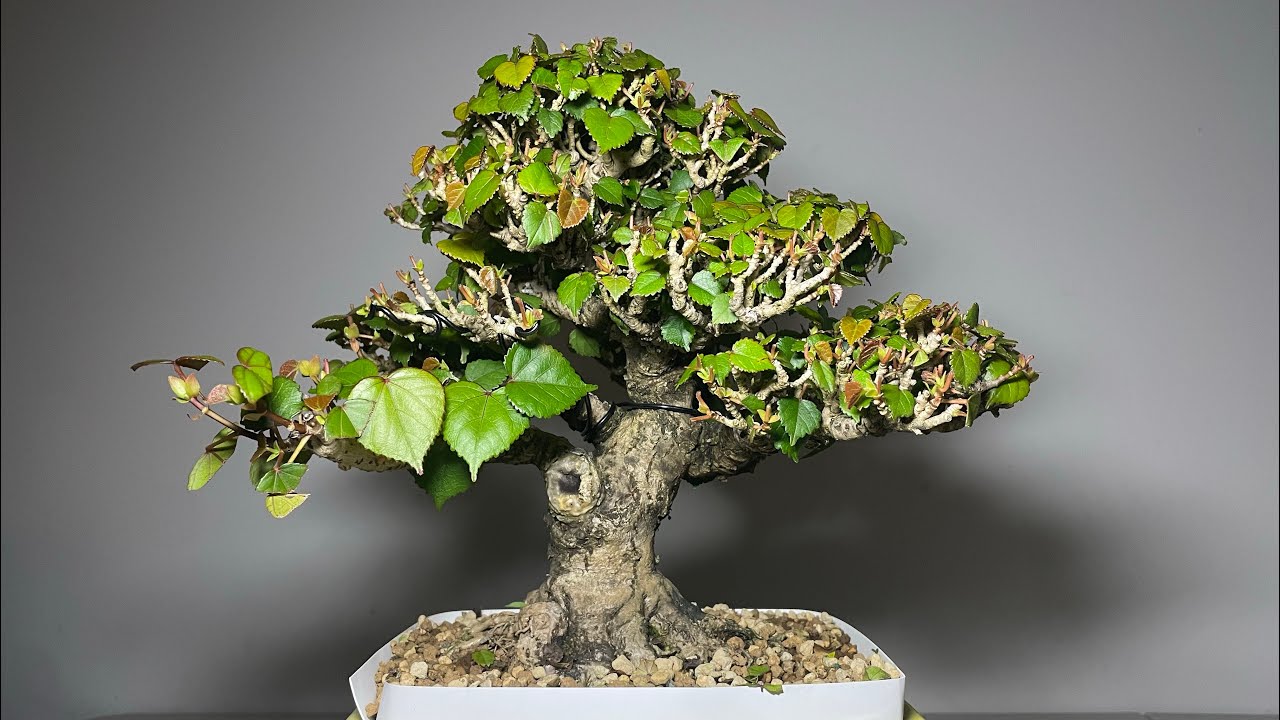 Leaf trimming a red stem hibiscus bonsai.