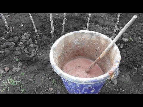 Video: Tuinbomen Beschermen Tegen Hazen