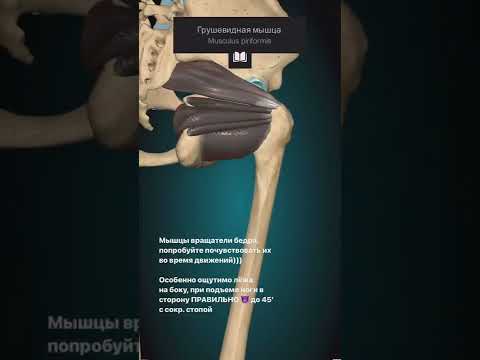Какими мышцами мы крутим ногу в тазобедренном суставе? Анатомия. Балет