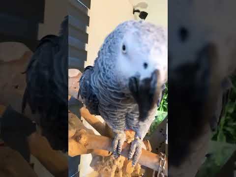 Parrot