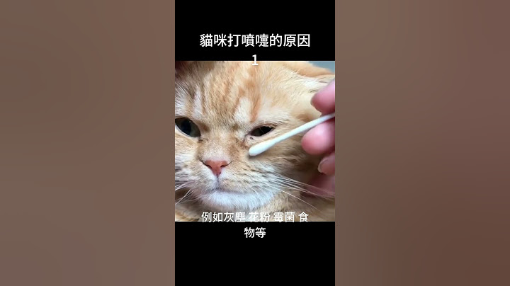 貓咪打噴嚏的原因1 留言置頂下一集喔！