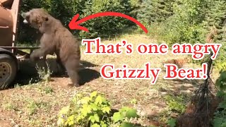 Grizzly Bears Being Released Back Into The Wild (One Gets Mad!)