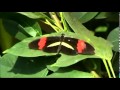 El vals de las mariposas  -   Danny   Daniel  -      (Pelicula 25)