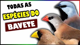TODAS AS ESPÉCIES DO BAVETE - CONHEÇA AS VARIEDADES DA FAMÍLIA ESTRILDIDAE!