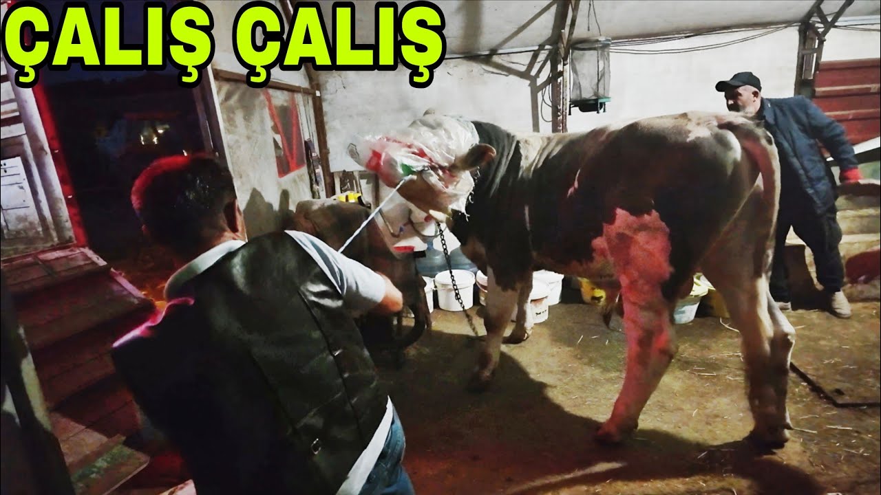 İNEKLER GİTTİ ! REKOR GELİYOR..HELİKOPTER KULLANMA ZAMANI