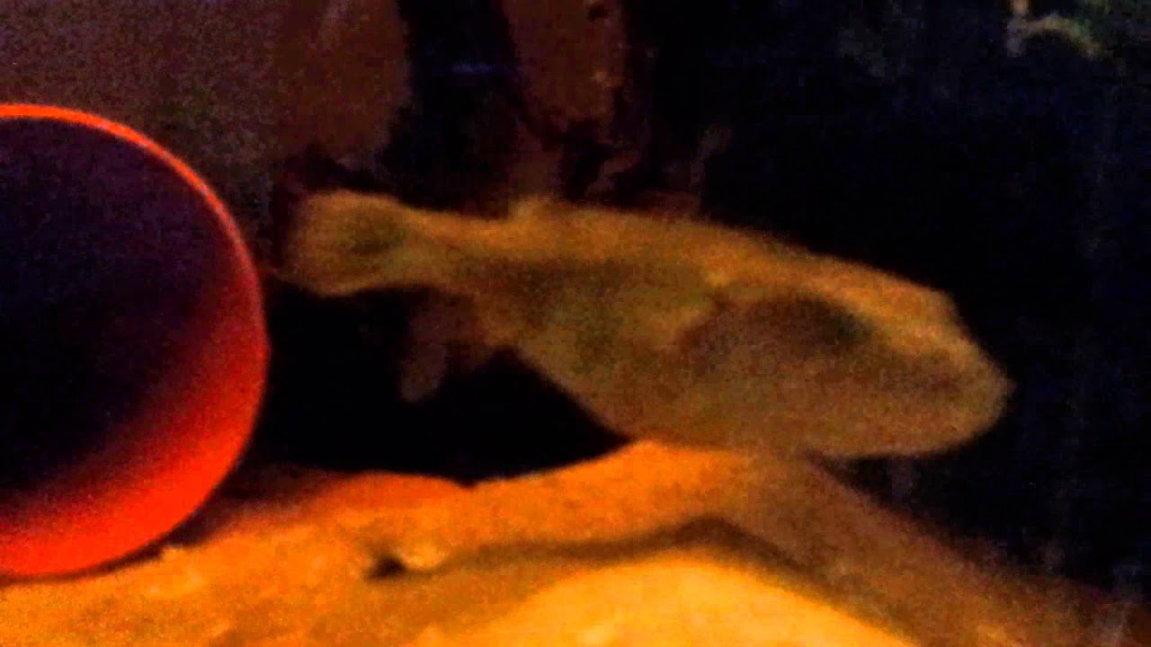 Puffer Tetraodon Turgidus