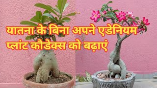 Increase caudex size without torturing Adenium plant // Big Adenium Caudex in a natural way