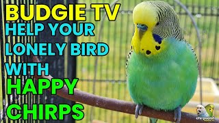BUDGIE TV  Happy, Active Budgie Sounds for Lonely Birds