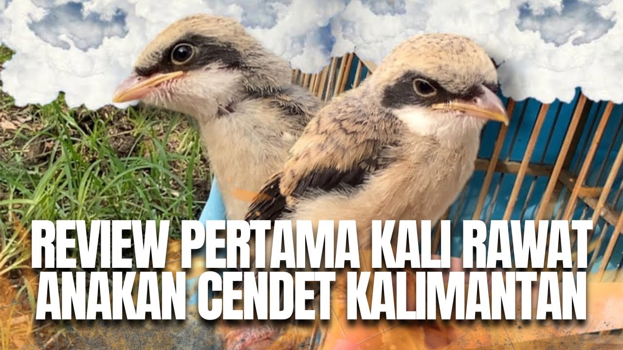 CENDET KALIMANTAN VS CENDET BANYUWANGI JELAS BEDA JAUH