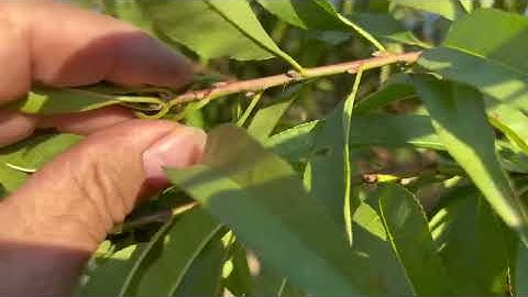 Ép đào ra nu làm đúng kỹ thuật 1 cây hay là cả vườn đều nở vào đúng dịp Tết 