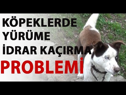 Video: Köpeklerde İdrar Mesane Bozukluğu Nedeniyle Anormal İdrar Çıkışı