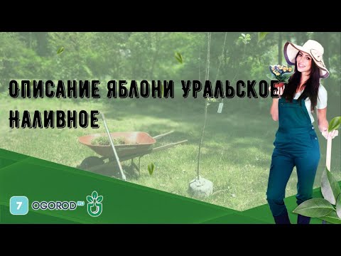 Описание яблони Уральское Наливное