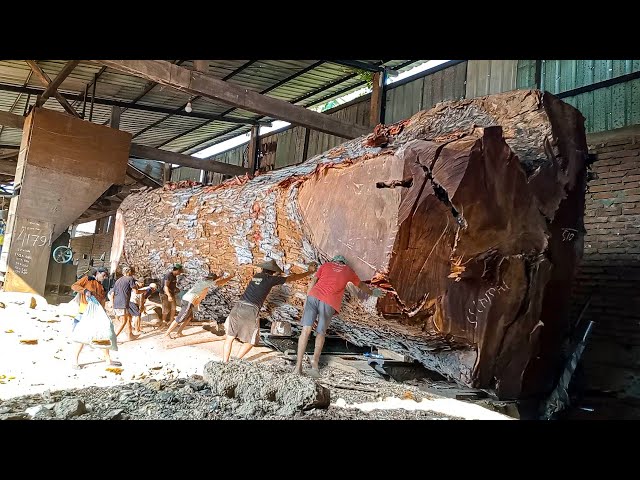 The largest mahogany wood in the world was bought by 1.2 billion Japanese to be sawn off by sawmills class=