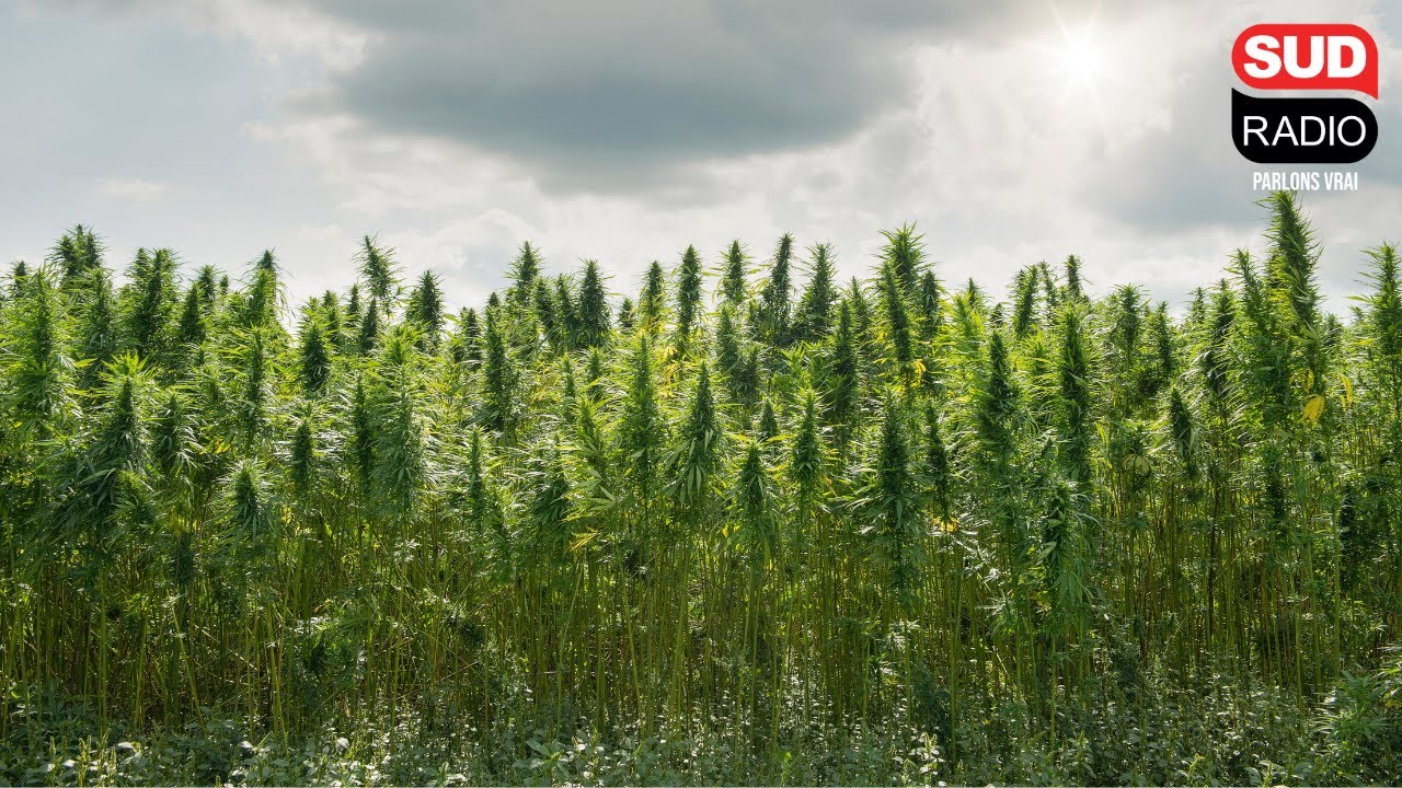 Fermes de cannabis : un phénomène qui prend de l'ampleur