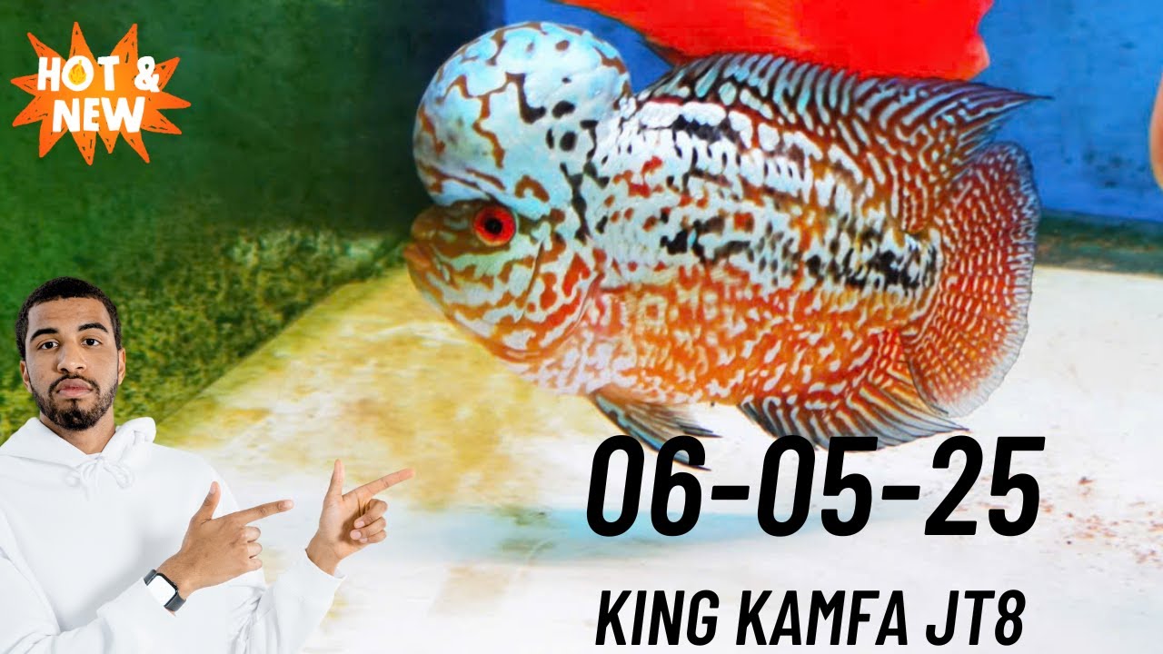 Sưu Tầm Kamfa VIP Dành Cho Anh Em Đam Mê Cá King Kamfa (Từ Cao Cấp Đến Bình Dân 0933333250)