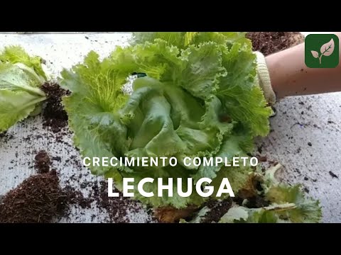 Video: Lechuga De Cabeza Creciente