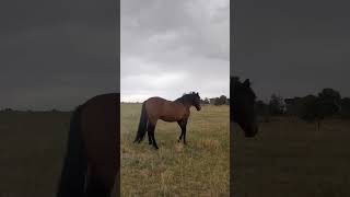 even when it might rain and hail the horses just want to eat all the grass