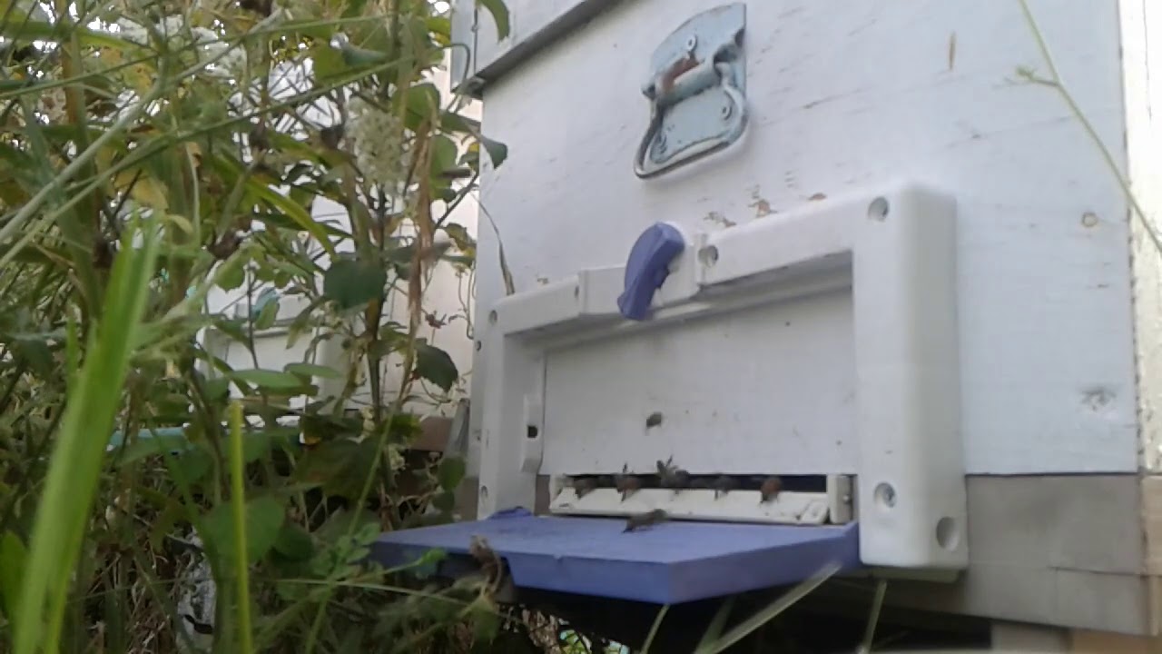 BAL AKIMINDA VE BİTİMİNDE ARI BÖLME ZAMANI. .