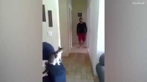 Man And Cat High Five And Fist Bump