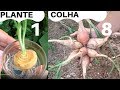 CEBOLA plante 1 COLHA 8 Como plantar cebola