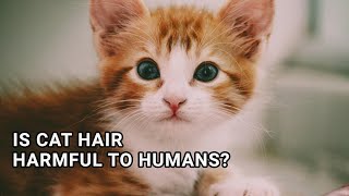 Is Cat Hair Harmful to Humans?