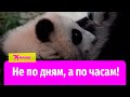 Панда Катюша поела в Московском зоопарке
