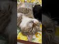 目を開けて寝る猫 #shorts