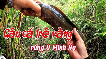 Câu cá trê vàng rừng U Minh Hạ || 1 bến từ sáng đến chiều ( tập 135) @huukhuynhkiengiang